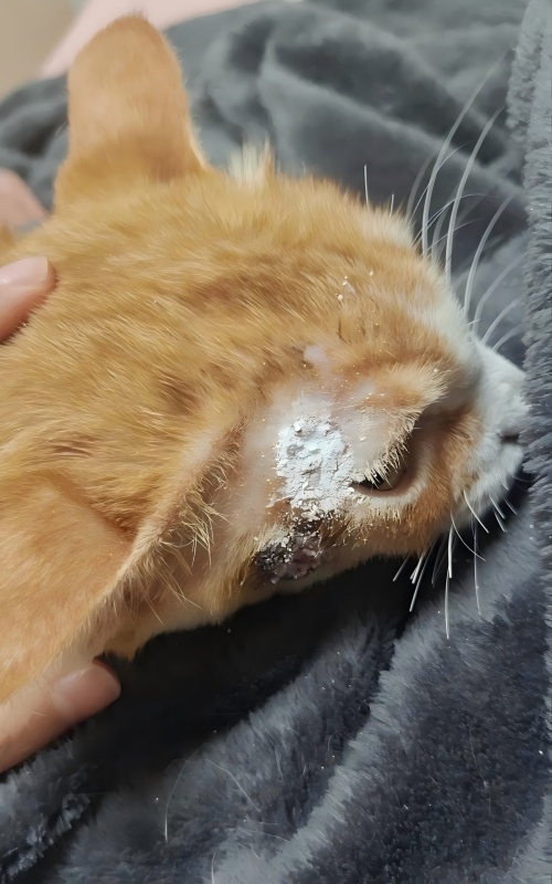 వెట్‌మెడిక్స్ కేస్ షేరింగ్ 丨అప్లికేషన్ కేస్ ఆఫ్ హై-ఎనర్జీ లేజర్ థెరపీ ఇన్ ట్రీటింగ్ స్కిన్ అల్సరేషన్