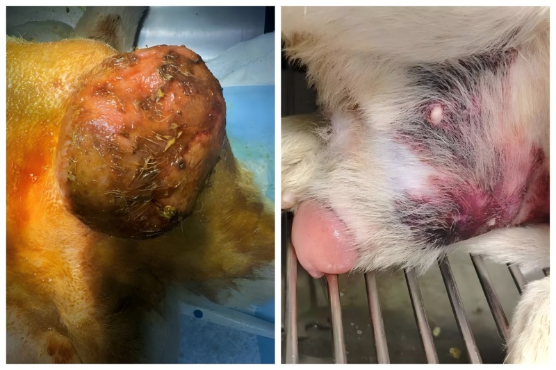 Vetmedix కేస్ షేరింగ్ ప్రోస్టాటిక్ విస్తరణ చికిత్సలో హై-ఎనర్జీ లేజర్ థెరపీ యొక్క అప్లికేషన్