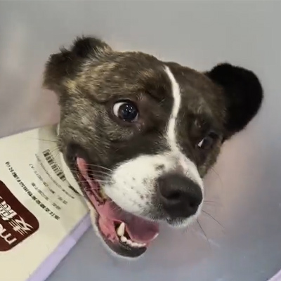 వెట్‌మెడిక్స్ కేస్ రిపోర్ట్