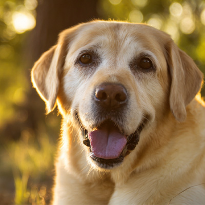 వెట్‌మెడిక్స్ కేస్ షేరింగ్